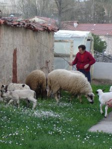 Año 2007. Orillares. Petra Benito con las ovejas.
