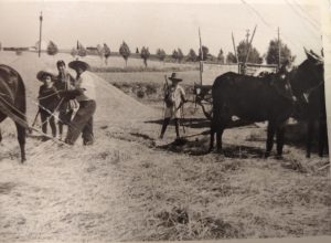 Año 1958. Angelines de Diego. Trillando con la familia.