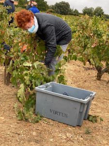 Año 2020. Villálvaro. Sole vendimiando.