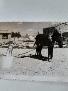 Año 1960. Berlanga de Duero. Angelines Ortega, Trillando y responsable de llevar la merienda