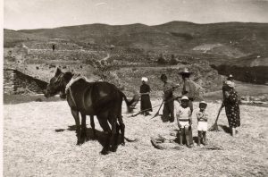 Año 1956. Villar del Río. Genara Cuesta y familia, trillando.